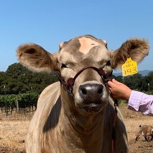 Meet your Posher, Melyssa